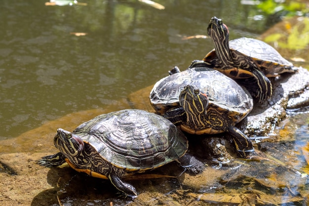 Premium Photo | Three semiaquatic trachemys scripta turtles lie on ...