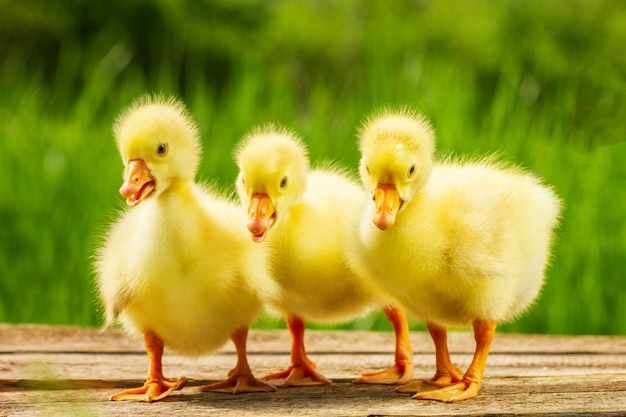 Premium Photo | Three small yellow goose on natural green background