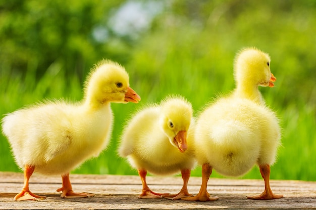 Premium Photo | Three small yellow goose on natural green background