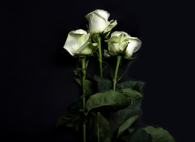 黒の背景に3つの白いバラの花 プレミアム写真