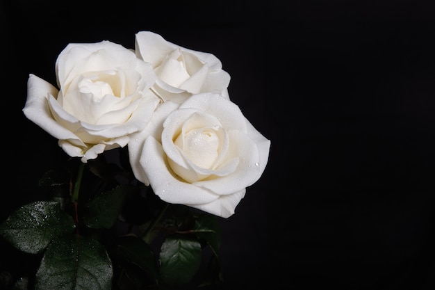 Premium Photo | Three white roses on black