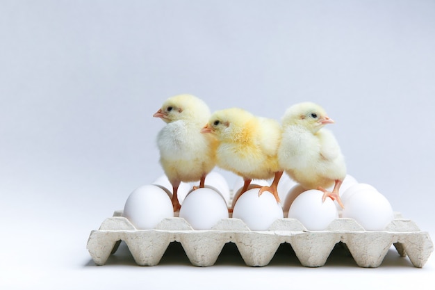 Three yellow chicks and chicken eggs Premium Photo