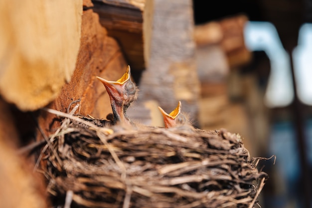 ツグミの巣 森の中の鳥の巣 生まれたばかりのひよこブラックバード 空腹のひよこは見上げてくちばしを開き 泣きます プレミアム写真