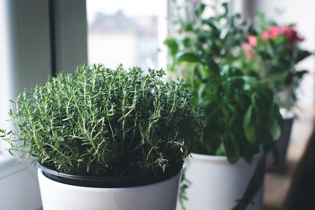 Thyme Basil And Other Herbs On Windowsill Photo Free Download