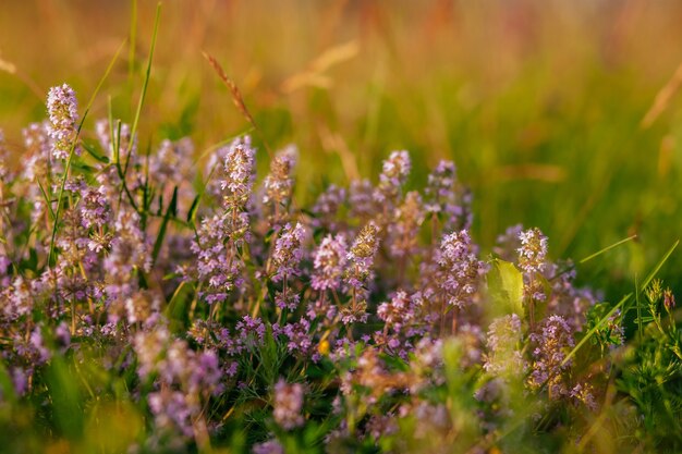 ピンクの花とタイムの野生のハーブの花 プレミアム写真