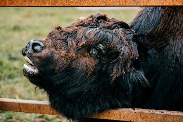 Premium Photo | Tibetan yak in zoo