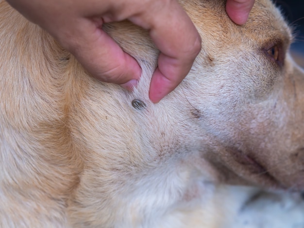 ダニは犬の血を吸います プレミアム写真