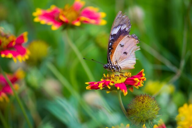 Premium Photo | Tiger butterfly