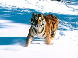 Tiger, ice Free Photo