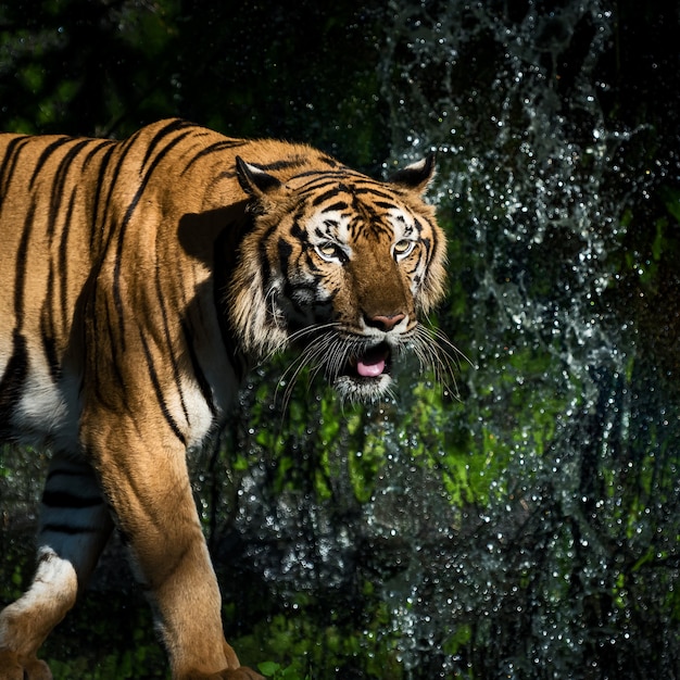 Premium Photo | The tiger is crawling towards its prey to hunt for food.