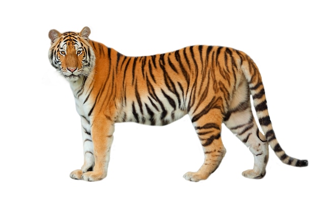 Premium Photo | Tiger isolated on white background.