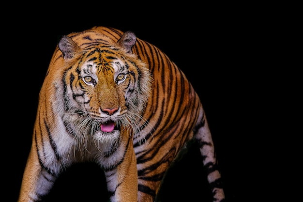 Premium Photo Tiger Portrait Of A Bengal Tiger In Thailand On A Black Background