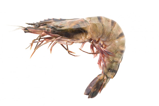 Free Photo | Tiger prawn shrimp