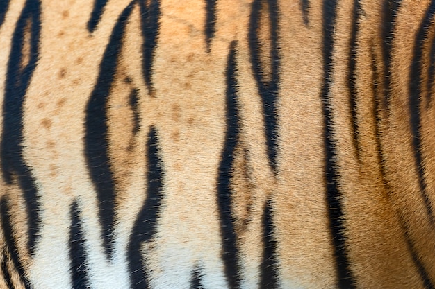 Premium Photo | Tiger skin texture.
