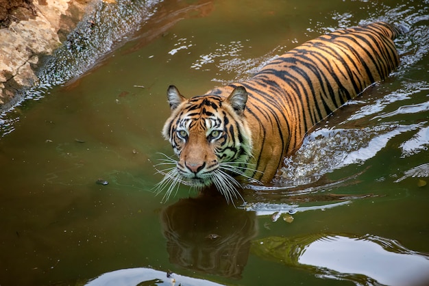 Premium Photo | Tiger swimming in the river