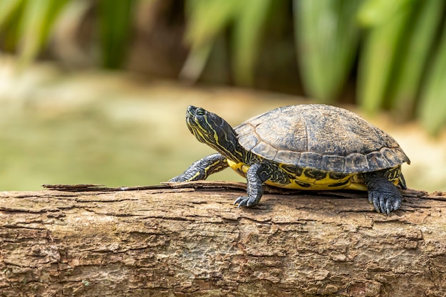 Premium Photo | Tiger tortoise sunbathing on tree trunk in the lake.