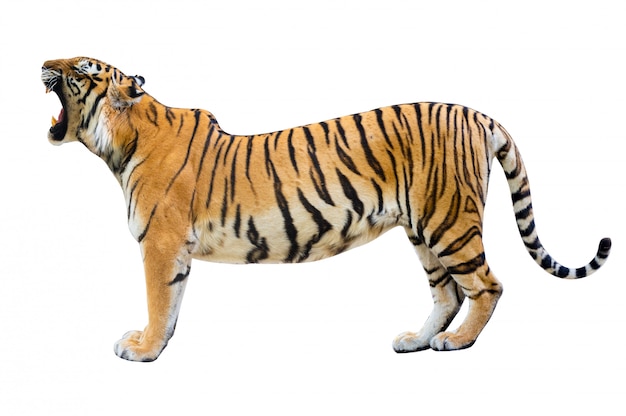 Tiger white background isolate full body | Premium Photo