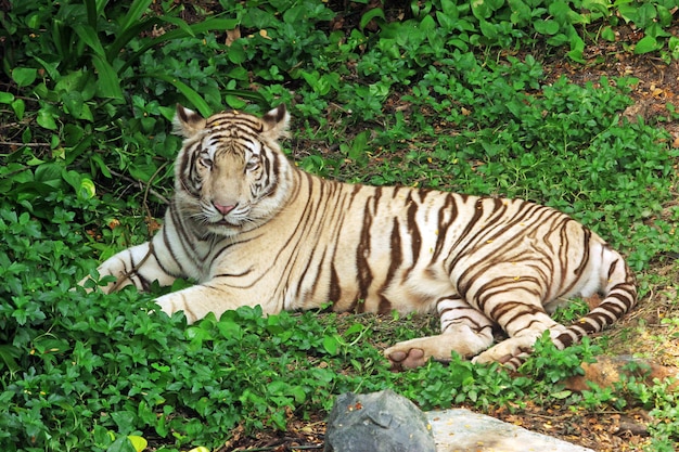 Tiger 388