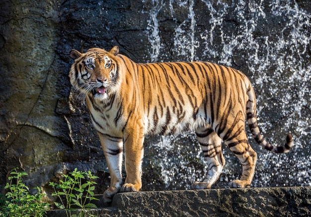 Premium Photo | A tigers stands in the atmosphere of the forest