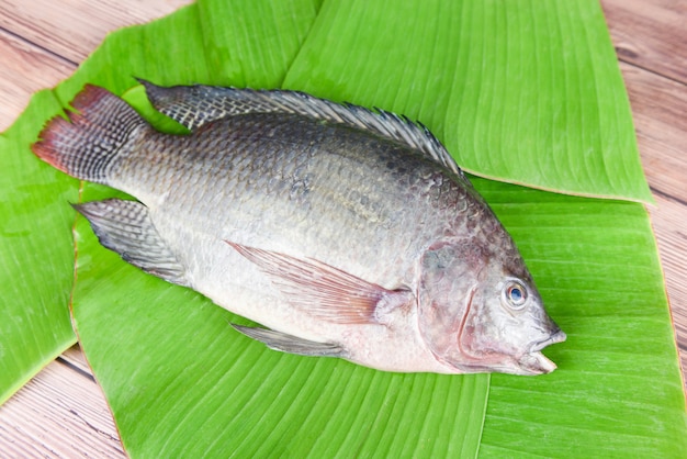 Premium Photo | Tilapia fish freshwater