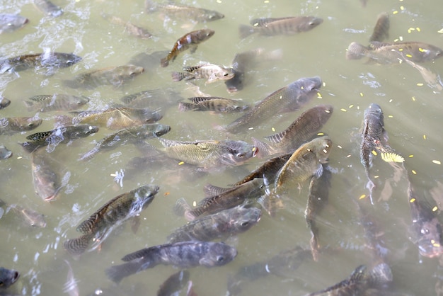 Premium Photo | Tilapia fish in pond