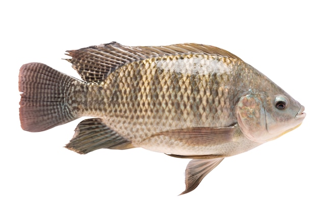 Premium Photo Tilapia In Isolated Tilapia Nilotica Freshwater Fish