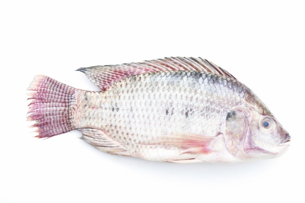 Tilapia on white background Photo | Premium Download