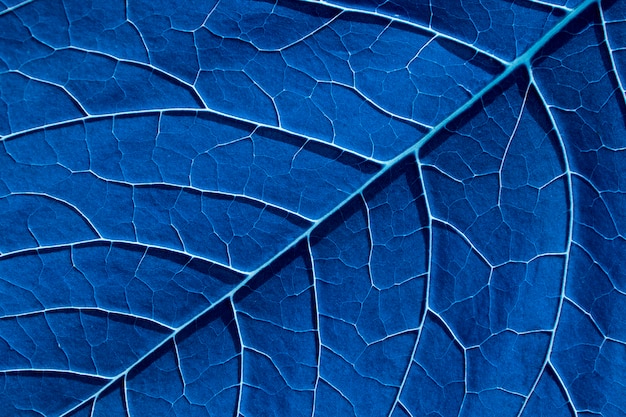 Premium Photo | Tinted blue leaf with large plant veins. natural background