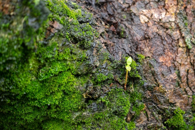 The tiny tree is on the bark, surrounded by moss trees. Premium Photo