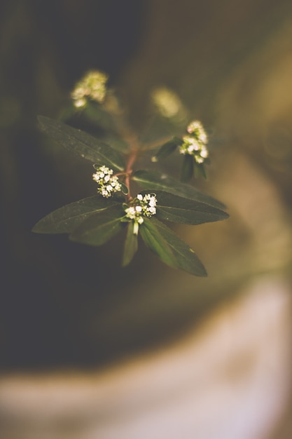Цветок Зелено Белые Листья Фото