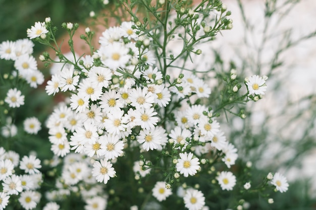 庭の小さな白い草の花 無料の写真