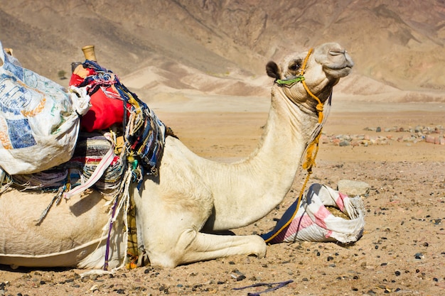 エジプトの砂漠で休んで疲れたラクダ プレミアム写真