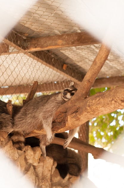 Premium Photo | Tired raccoon sleeps on a tree to the zoo