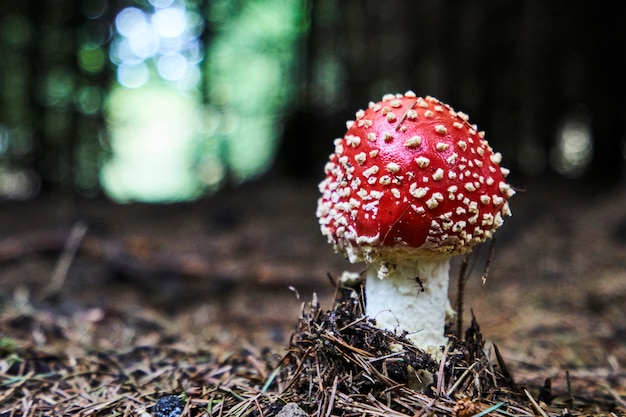 Premium Photo | Toadstool