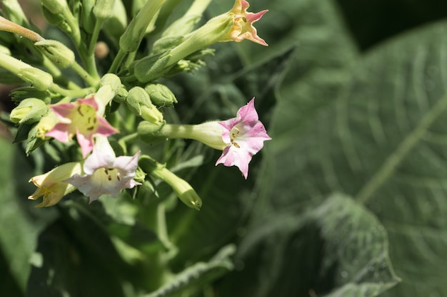 たばこ農園で育つたばこ大葉作物ニコチンの繊細なピンク色の花がたくさん プレミアム写真