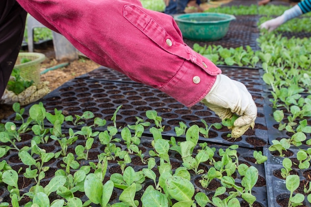 Premium Photo | Tobacco sprout in farming