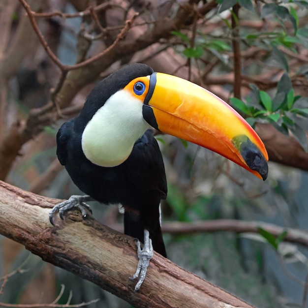 Premium Photo | Toco toucan (ramphastos toco)