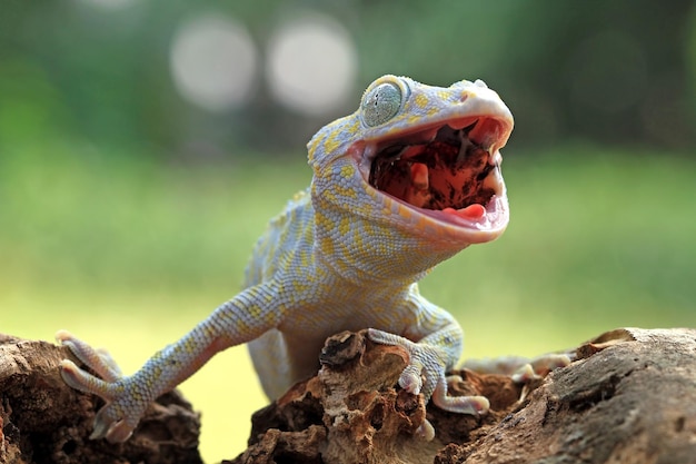 Free Photo | Tokay gecko albino closeup face animal closeup