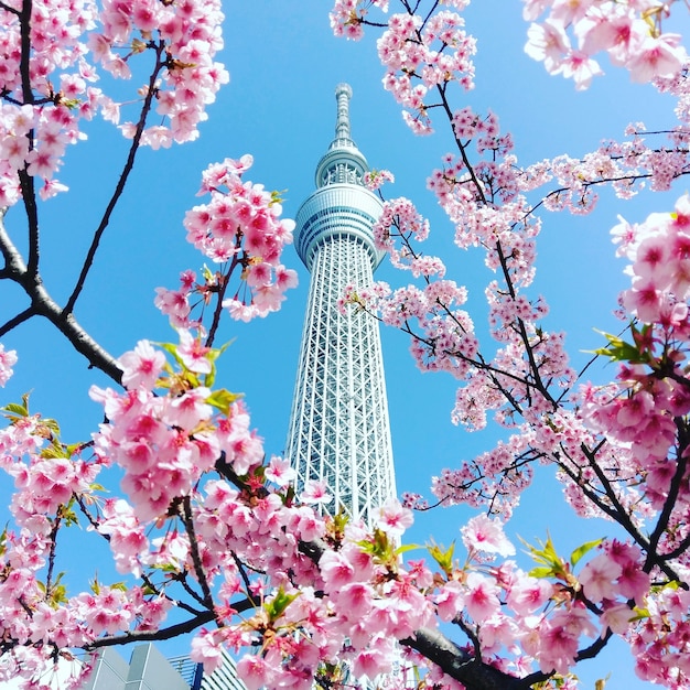 Premium Photo | Tokyo skytree with sakura background