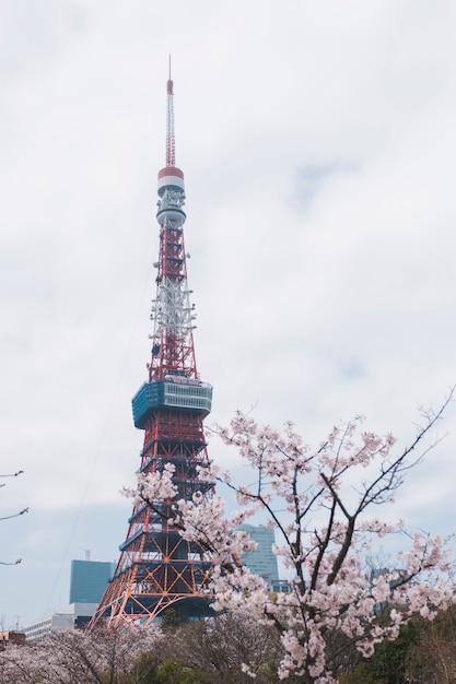 Tokyo tower in sakura Photo | Free Download