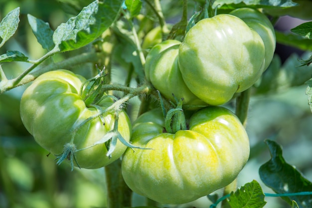 Tomatoes in the garden | Premium Photo