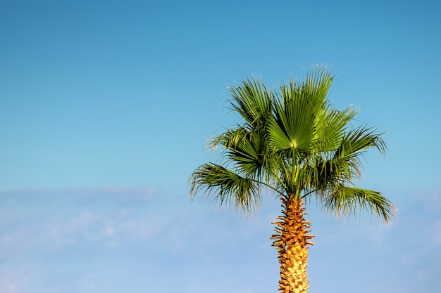 Premium Photo | Top Palm Tree Against Blue Sky.