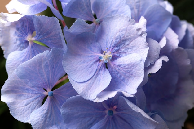 Free Photo | Top view of beautiful blue colored flowers