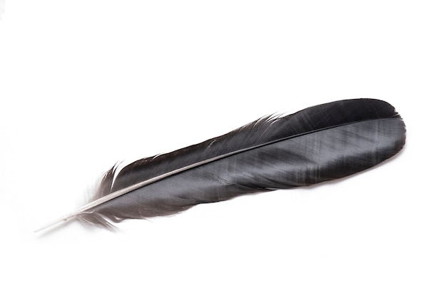 Premium Photo | Top view of black feather isolated on white background ...