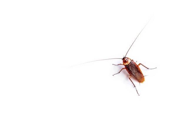 Premium Photo | The top view cockroach thailand isolated on white ...