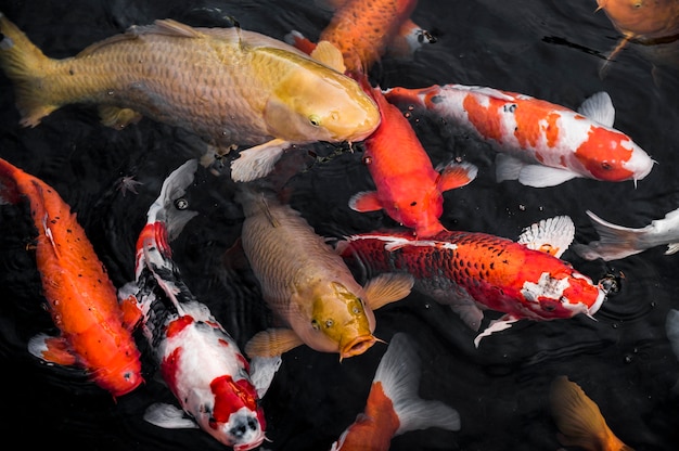 Premium Photo | Top view colorful koi fishes