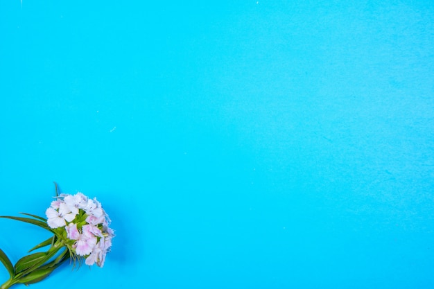 青色の背景に平面図コピースペース白い花 無料の写真