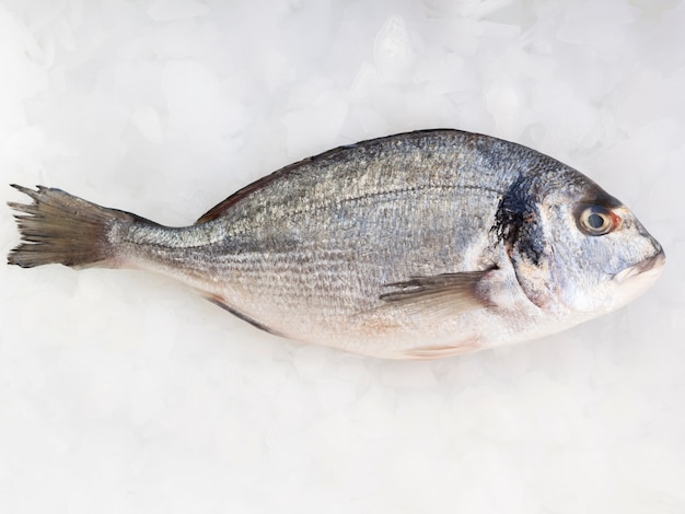 Top view fresh fish on table with ice cube Free Photo