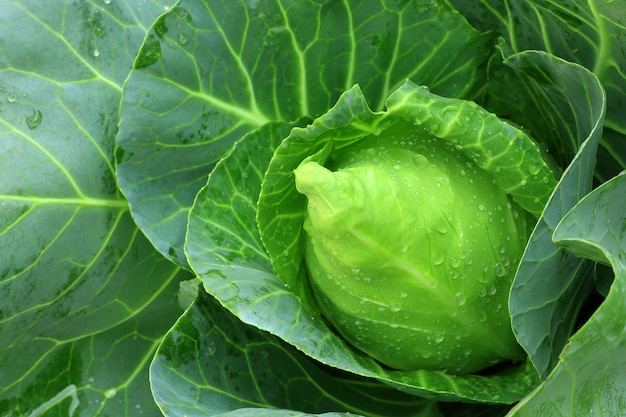 Cabbage Leaves On Your Breasts