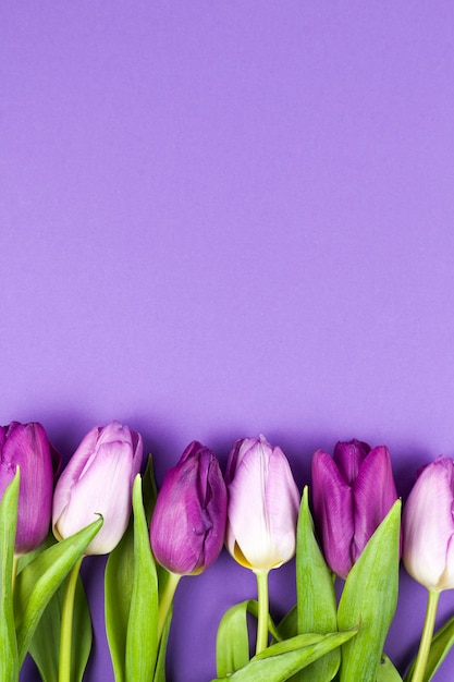 Free Photo | Top view of fresh spring tulip flower over purple backdrop